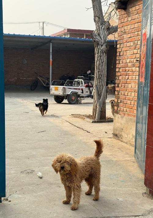 农村普通狗的寿命究竟有多长？（探究农村普通狗寿命的因素及延长方法）