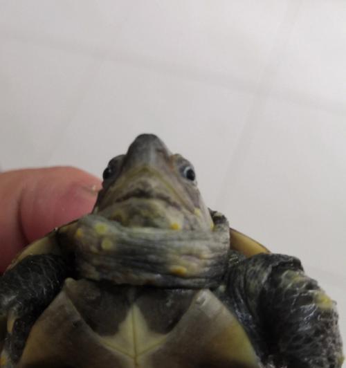 乌龟常见疾病及防治方法（了解乌龟的健康，护佑它的生命）