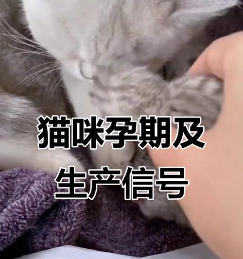 猫的怀孕周期及繁殖特点解析（探秘猫咪怀孕的时机与过程）
