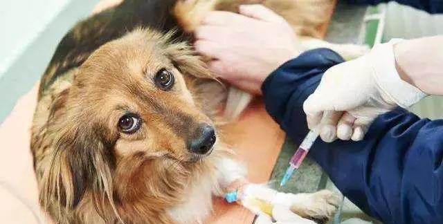 宠物洗澡多久能打针？（探索宠物洗澡与打针的最佳时间间隔）