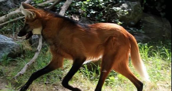 4个月大狗狗为何频繁露出来？（探究狗狗露出来的原因及其影响）