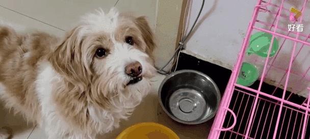 狗不吃狗粮？别担心，它们还能吃什么！（寻找适合狗狗的饮食方案，了解更多关键信息。）