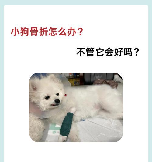 狗狗骨折的表现及应对方法（了解狗狗骨折症状，及时采取正确措施