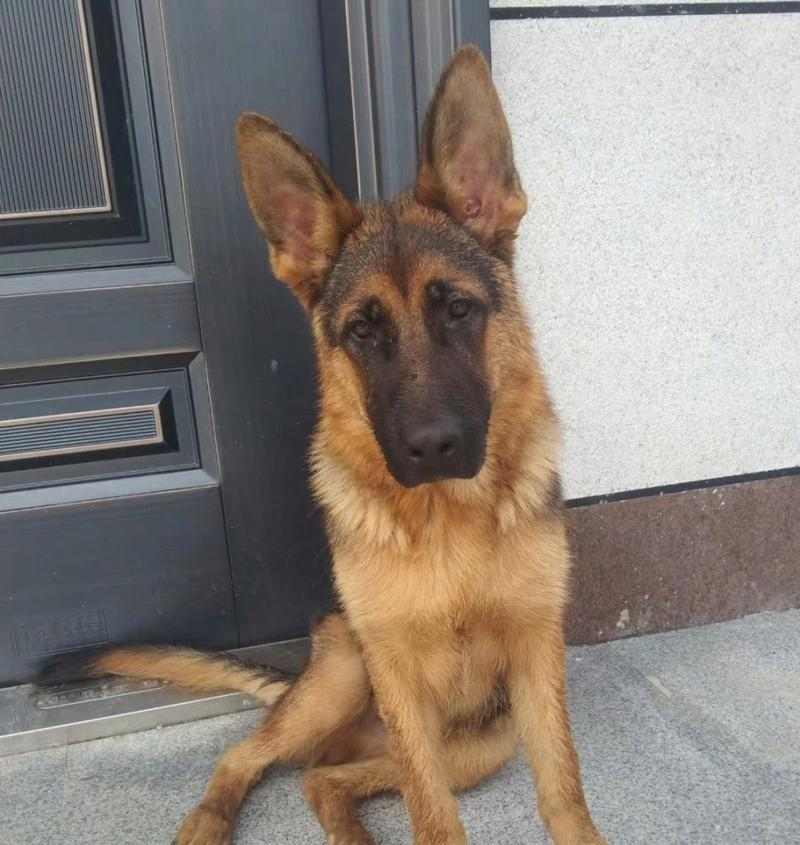 狗的坐姿揭示了它们的情感和行为状态（通过狗的坐姿解读它们的内心世界）