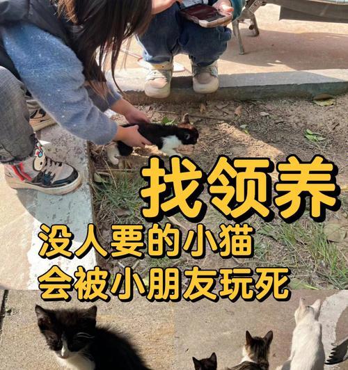 替代猫奶的健康选择（以豆奶为主的猫咪饮食变革）