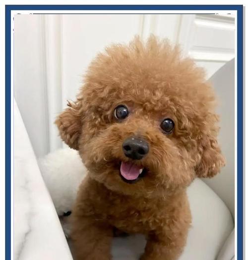 如何合理喂养泰迪幼犬，防止过度肥胖（八分饱饮食控制的重要性及喂食技巧）