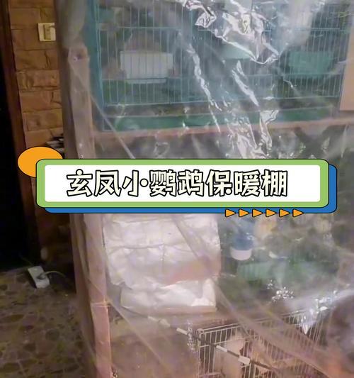 如何用鹦鹉宝宝保温？（选择合适的保温用品）