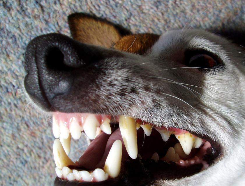 探秘狗的牙齿之奥秘（狗牙结构与功能的解析）