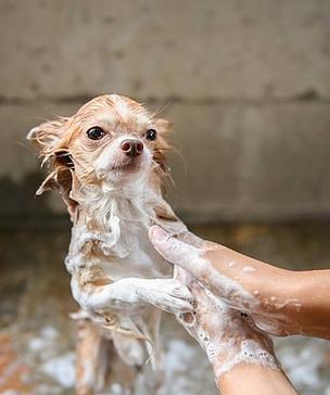 母狗生后多久可以洗澡？（了解合适的洗澡时间对母狗的重要性）