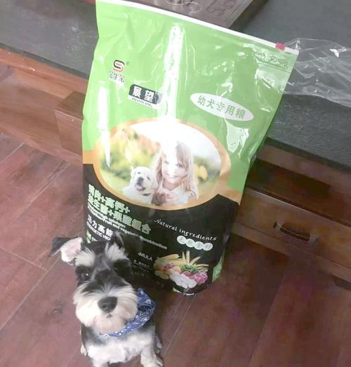 雪纳瑞健康饲养的秘诀（如何正确喂养雪纳瑞，让它保持健康与活力）