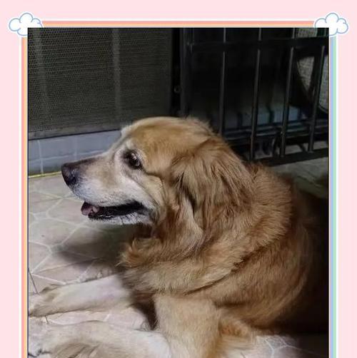 家里狗狗为何吃不饱？（如何延长狗狗的饱食感？）