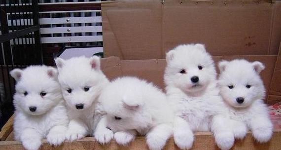 养狗首选（选择适合的狗种，享受廉价而快乐的宠物生活）