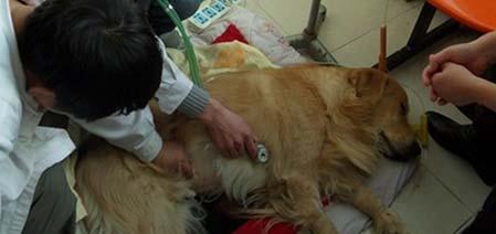 狗狗尿毒症前期症状（了解狗狗尿毒症的前期症状，及时保护它的肾脏健康）