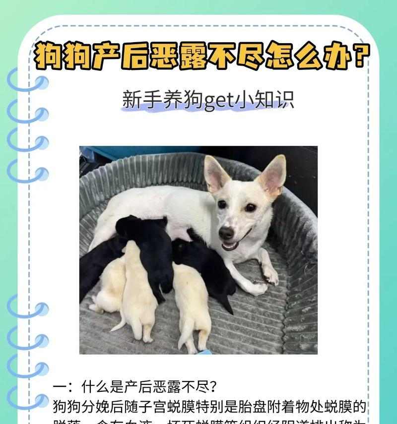 母犬产后常见疾病及预防措施（保护新生崽儿的健康，关键是关注母犬的健康）