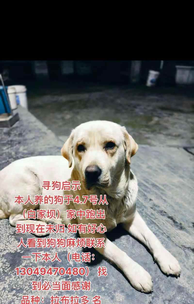 宠物小狗名字大全（寻找最适合你的小狗名字的关键点）