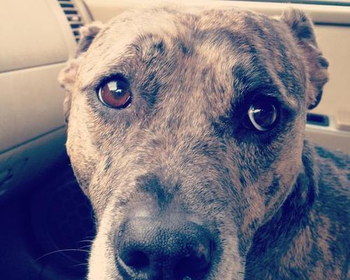 狗狗神情呆滞（探索狗狗呆滞症的成因、症状和治疗方法）