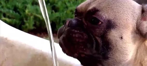 狗狗喝水过多的症状引起及预防方法（常见原因与解决方案，保护宠物健康）