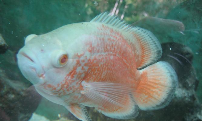 探秘地图鱼的神奇之旅（探索地图鱼的独特外观和生活习性）