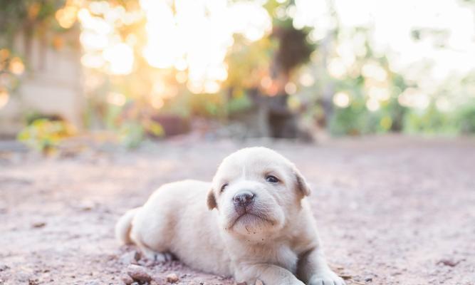 狗狗拉稀的饮食调理方法（科学饮食帮助狗狗恢复健康）