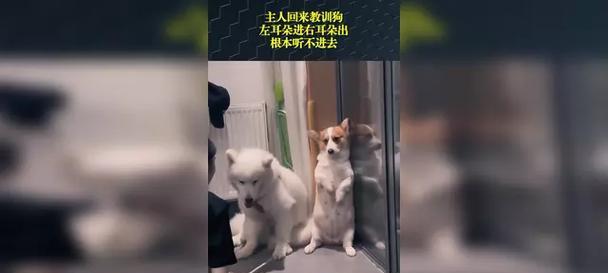 以狗左狗右，探讨不同狗的行为差异（洞察狗的行为模式和个性特征，深入了解它们的行为习惯和互动方式）