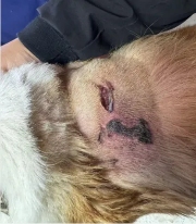 海泊舒治疗病例 | 一例犬咬伤的病例报告