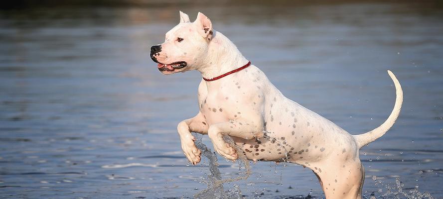 以杜高犬能打什么猎物（杜高犬的狩猎技能与特长）