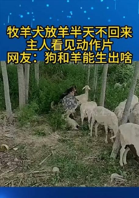 牧羊犬与放羊之间的默契（探索牧羊犬作为放羊工具的原因与优势）