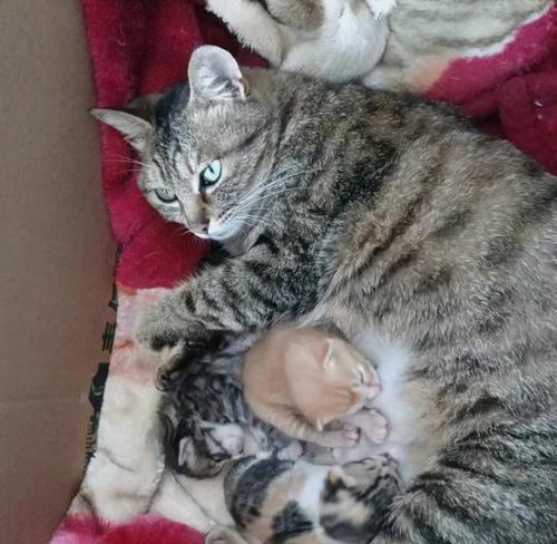 探寻三色狸花猫的迷人之处（解析三色狸花猫的品种特点与魅力）