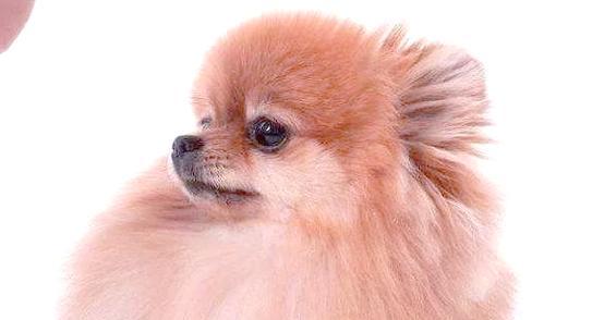 冬季保暖也是博美的必要之举（拥有厚重毛发的博美也需要保暖，了解关键方法吧！）