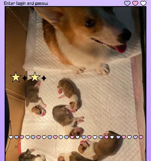 母狗产后缺钙会危及生命（了解产后缺钙引发的危机，及时预防保护）