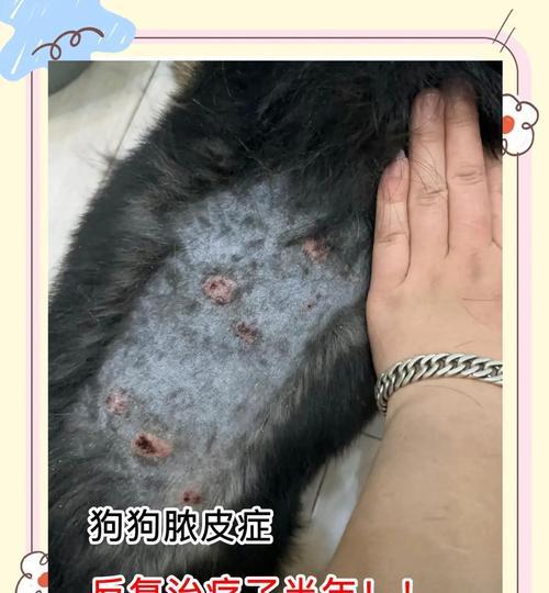 狗得脓皮症能自愈吗？（探究狗得脓皮症的自愈时间和方法）
