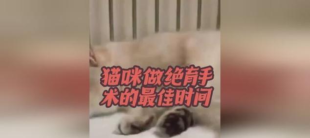 猫绝育手术后的醒来时间及注意事项（了解猫绝育手术后的恢复过程，确保宠物的健康和安全）