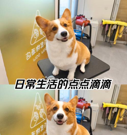 狗狗打完针后多久能洗澡？（探究狗狗打完针后洗澡的最佳时间和注意事项）