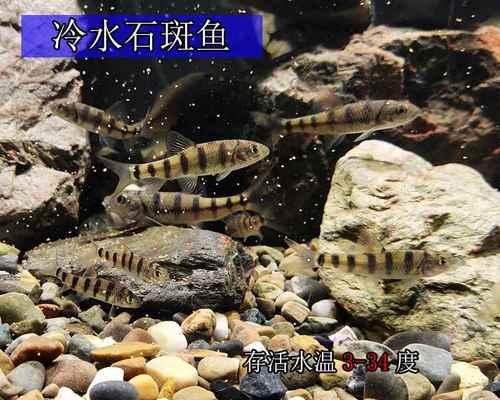 清道夫鱼的换水频率与注意事项（科学养殖清道夫鱼，合理调控换水频率）