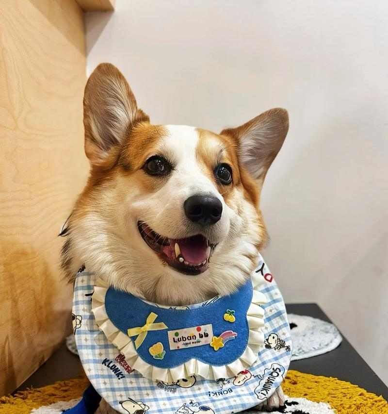 从柯基配完到怀孕多久才能看出来？（探究柯基繁殖的时间节点和迹象）