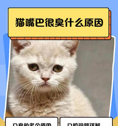 猫的口臭问题（了解猫的口臭症状及预防措施）