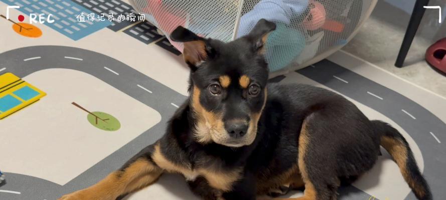 探索短毛土狗的特点和魅力（发现土狗的优点与独特之处）