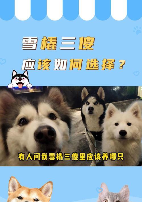 《以雪橇三傻，谁才是最傻的？》（揭秘电影《三傻大闹宝莱坞》中主要角色的智慧与愚蠢）