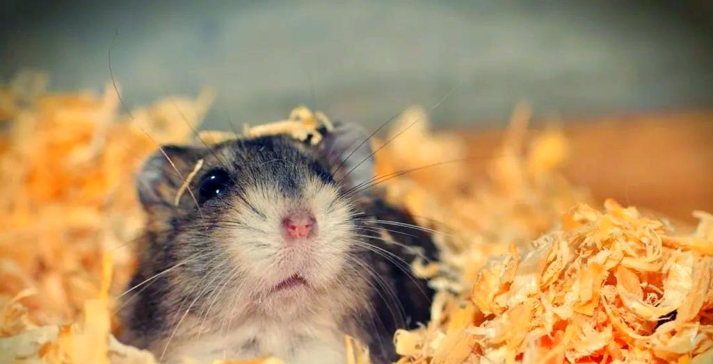 仓鼠的领地意识及形成时间（探索仓鼠对领地的认知及建立过程）