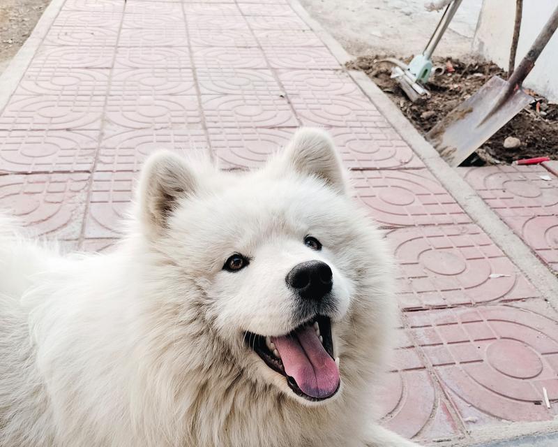 微笑天使萨摩耶饲养全指南（解答你对萨摩耶日常饲养问题的困惑）