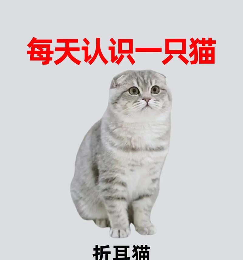 折耳猫的五大致命缺点（折耳猫的五大致命缺点及应对方法，让你更好地了解折耳猫）