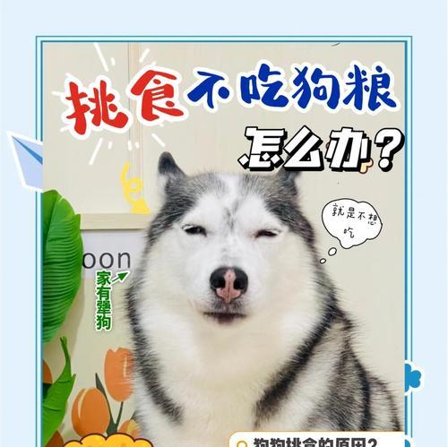 狗狗可以吃米饭吗？（了解适度喂食的注意事项和禁忌）