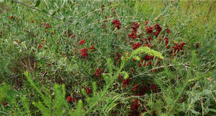 狗刺的药用价值及其相关研究进展（探究狗刺的药用潜力和应用前景）