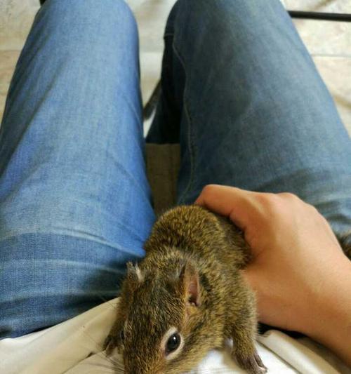 选择安静的动物，让寝室生活更加舒适（以寝室什么动物好养安静为主题的建议和推荐）