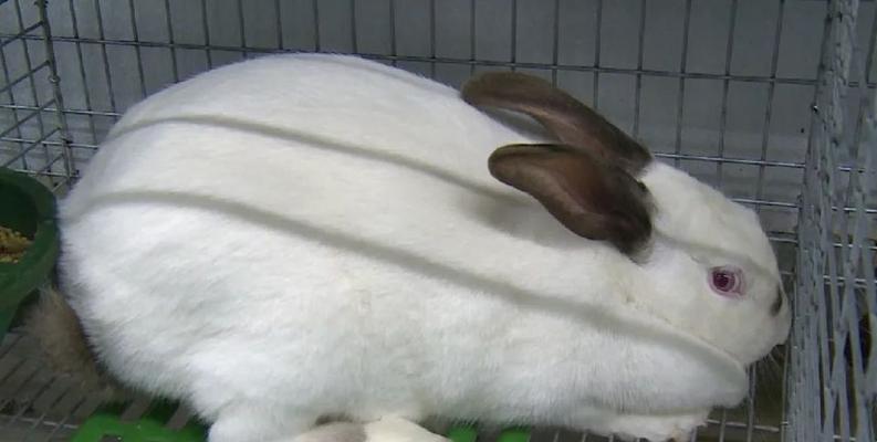 兔子的清洁之道（探索兔子为何如此干净的原因）