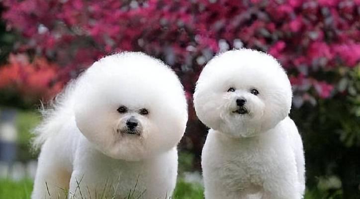 为什么小孩喜欢狗？（探究小孩喜欢狗的原因及其益处）