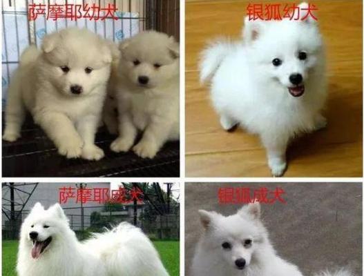 萨摩耶繁育注意事项（为确保繁育质量，需注意以下区别）