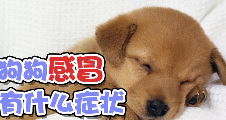 狗狗感冒的症状及治疗（了解狗狗感冒的常见表现，关爱宠物的健康）