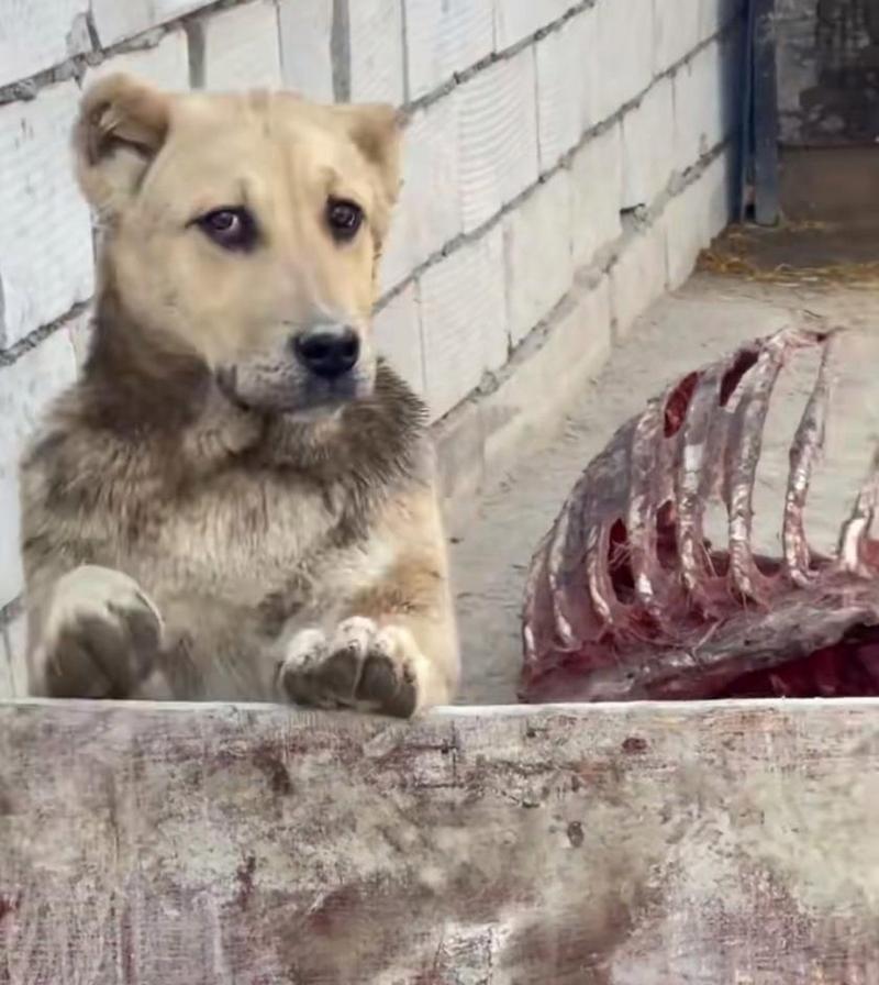 以兽加犬——人类与动物的关系探究（深入剖析兽性与人性，探讨人类与动物之间的纽带）