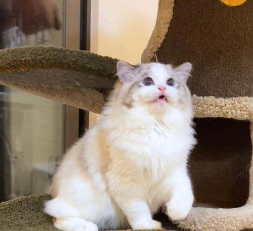 双色眼睛的猫——神秘与美丽的瞳仁（探索双色眼睛猫的基因、特征和养护）